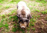 Masuren - auf dem Bauernhof bei Eulalia