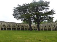 Salisbury - Kreuzgang mit Zedern