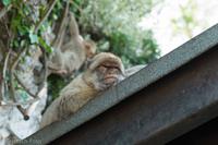 Gibraltar - Berberaffe