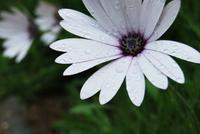 Blume in der Seigneurie