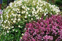 La Seigneurie - Blumen