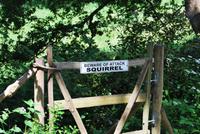 Achtung! Die Eichhörnchen greigen an! 