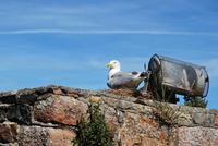 Elizabeth Castle - Möve