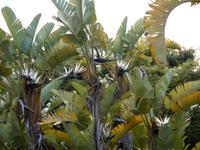  Hotel in Giardini Naxos: blühende Monsterstrelizien
