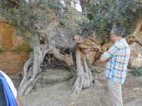 Case de Latomie-uralter Olivenbaum