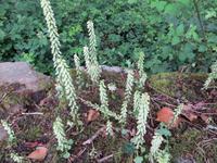 Wanderwald zum Tumulus St. Michel