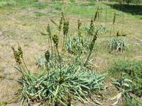 Menhirsteinwanderung nach Erdeven