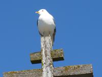 Rußland, Insel Kishi im Onega See