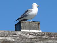 Rußland, Insel Kishi im Onega See
