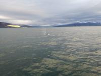 IMG_20170607_215116_3