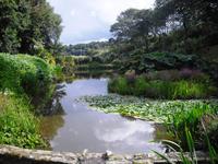 Trebah-Garten/Cornwall