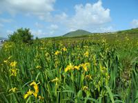 Iris in der Sonne...