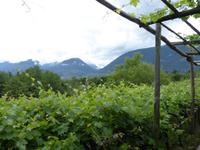 03.06.2017 Weinberge am Eisacktal