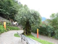 05.06.2017 Olivenbaum im Park Schloss Trauttmansdorff
