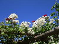 Hever Castle and Gardens