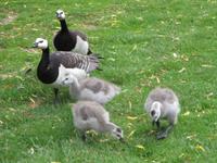 Leeds Castle and Gardens