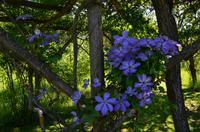 216 Penshurst Place and Garden