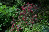 364 The lost Gardens of Heligan