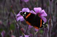 374 The lost Gardens of Heligan