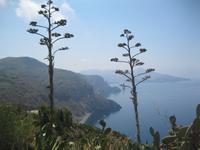Flora