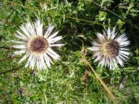 Silberdistel