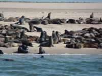 Tage Rundreise Namibia – Die Erlebnistour mit  Kalahari – Fish River-Canyon – Lüderitz – Namib – Swakopmund – Erongo Gebirge – Etosha Nationalpark – Windhoek (652)