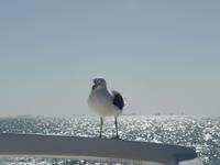 Tage Rundreise Namibia – Die Erlebnistour mit  Kalahari – Fish River-Canyon – Lüderitz – Namib – Swakopmund – Erongo Gebirge – Etosha Nationalpark – Windhoek (675)