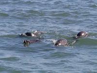 Tage Rundreise Namibia – Die Erlebnistour mit  Kalahari – Fish River-Canyon – Lüderitz – Namib – Swakopmund – Erongo Gebirge – Etosha Nationalpark – Windhoek (815)