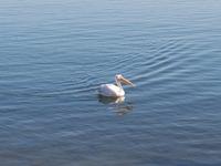 Tage Rundreise Namibia – Die Erlebnistour mit  Kalahari – Fish River-Canyon – Lüderitz – Namib – Swakopmund – Erongo Gebirge – Etosha Nationalpark – Windhoek (919)