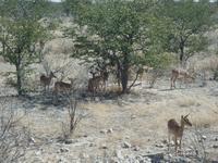 Tage Rundreise Namibia – Die Erlebnistour mit  Kalahari – Fish River-Canyon – Lüderitz – Namib – Swakopmund – Erongo Gebirge – Etosha Nationalpark – Windhoek (995)