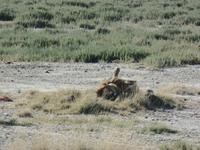Tage Rundreise Namibia – Die Erlebnistour mit  Kalahari – Fish River-Canyon – Lüderitz – Namib – Swakopmund – Erongo Gebirge – Etosha Nationalpark – Windhoek (1115)