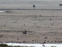 Tage Rundreise Namibia – Die Erlebnistour mit  Kalahari – Fish River-Canyon – Lüderitz – Namib – Swakopmund – Erongo Gebirge – Etosha Nationalpark – Windhoek (1138)