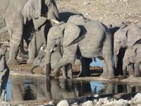 Tage Rundreise Namibia – Die Erlebnistour mit  Kalahari – Fish River-Canyon – Lüderitz – Namib – Swakopmund – Erongo Gebirge – Etosha Nationalpark – Windhoek (1325)