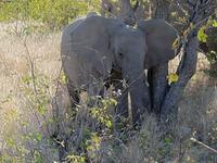 Tage Rundreise Namibia – Die Erlebnistour mit  Kalahari – Fish River-Canyon – Lüderitz – Namib – Swakopmund – Erongo Gebirge – Etosha Nationalpark – Windhoek (1469)