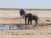 Tage Rundreise Namibia – Die Erlebnistour mit  Kalahari – Fish River-Canyon – Lüderitz – Namib – Swakopmund – Erongo Gebirge – Etosha Nationalpark – Windhoek (1547)