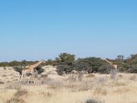 Tage Rundreise Namibia – Die Erlebnistour mit  Kalahari – Fish River-Canyon – Lüderitz – Namib – Swakopmund – Erongo Gebirge – Etosha Nationalpark – Windhoek (1599)