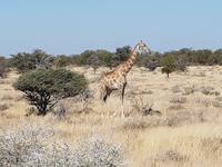 Tage Rundreise Namibia – Die Erlebnistour mit  Kalahari – Fish River-Canyon – Lüderitz – Namib – Swakopmund – Erongo Gebirge – Etosha Nationalpark – Windhoek (1609)