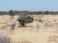 Tage Rundreise Namibia – Die Erlebnistour mit  Kalahari – Fish River-Canyon – Lüderitz – Namib – Swakopmund – Erongo Gebirge – Etosha Nationalpark – Windhoek (1627)