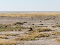 Tage Rundreise Namibia – Die Erlebnistour mit  Kalahari – Fish River-Canyon – Lüderitz – Namib – Swakopmund – Erongo Gebirge – Etosha Nationalpark – Windhoek (1658)