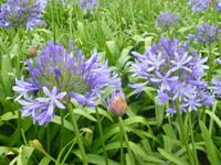 Teeplantage Cha Gorreana