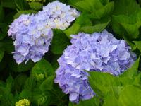 Hortensien