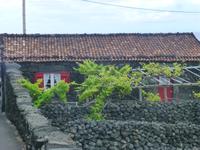 Insel Pico