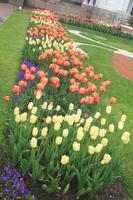 Tulpen im Juni