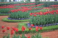 das Tulpenmeer in Peterhof