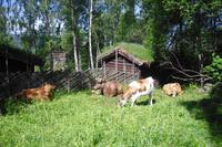 Freilichtmuseum Maihaugen in Lillehammer
