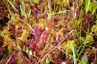Lahemaa Nationalpark - Fleischfressende Pflanze