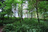 Wald am Tüttensee