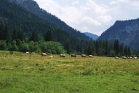 Röthelmoos Alm - Kuhherde