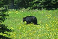 Ein Schwarzbär beim Blumenschmaus