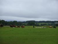 Tag 6 - 1 - Besuch beim Schäfer Neil (3)